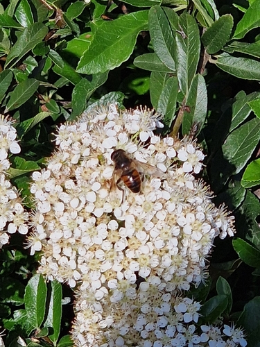 Common Drone Fly