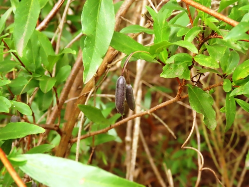 Billardiera fusiformis, photograph 2