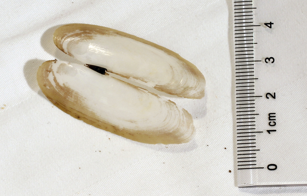 Cultellus