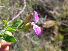 Dicliptera namibiensis subsp. namibiensis image