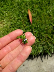 Sherardia arvensis