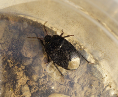 Sehirus luctuosus