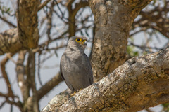 Grey Kestrel photo 2