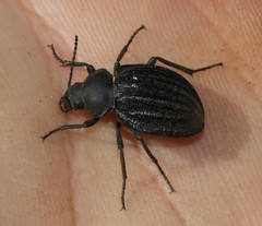 Somaticus