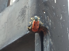 Trichodes octopunctatus