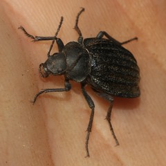 Somaticus