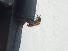 Trichodes octopunctatus