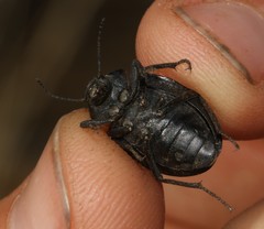 Somaticus