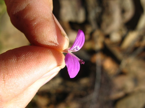 Dicliptera namibiensis image