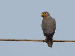 Grey Kestrel photo 3