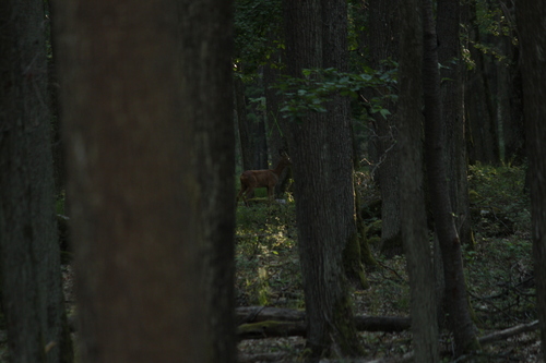 Western Roe Deer
