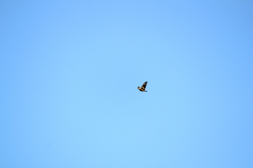 Common Buzzard