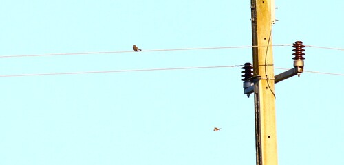 Corn Bunting