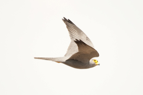 Gray Kestrel