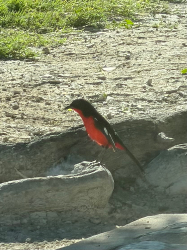 Crimson-breasted Shrike (Laniarius atrococcineus), photo 5