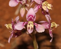 Cyanella orchidiformis