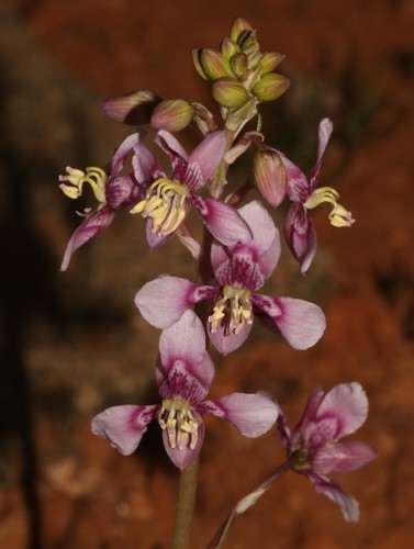 Image of Wild Beet by (c) Brian du Preez, some rights reserved (CC BY-SA)