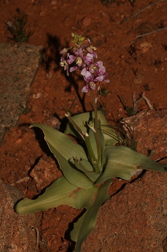 Image of Wild Beet by (c) Brian du Preez, some rights reserved (CC BY-SA)