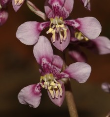 Cyanella orchidiformis