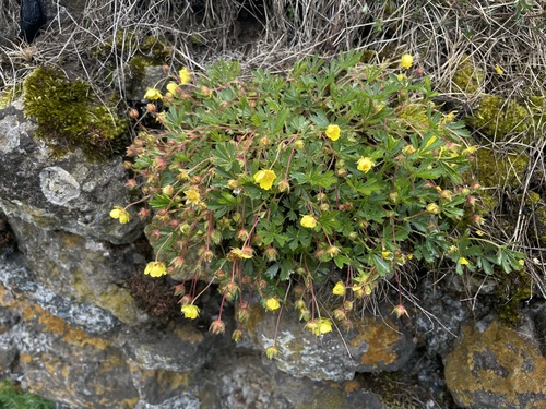 Potentilla verna, photograph 3