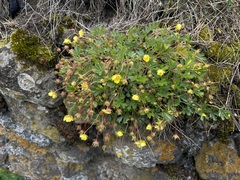 Potentilla verna, photograph (c) C. Oppermann, some rights reserved (CC BY-SA)