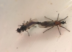 Dilophus tibialis breviceps