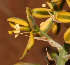 Albuca arenosa
