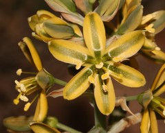 Albuca arenosa