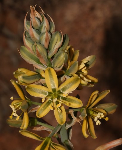 Albuca arenosa
