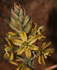 Albuca arenosa