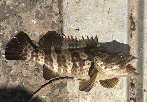 Goldspotted Rockcod