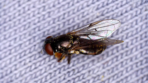 Orthonevra geniculata
