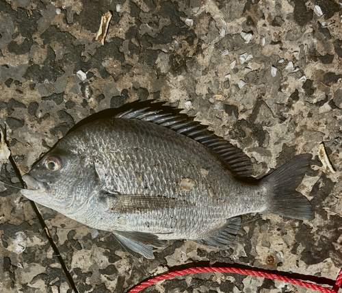 Pikey Bream