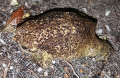 Breviceps gibbosus