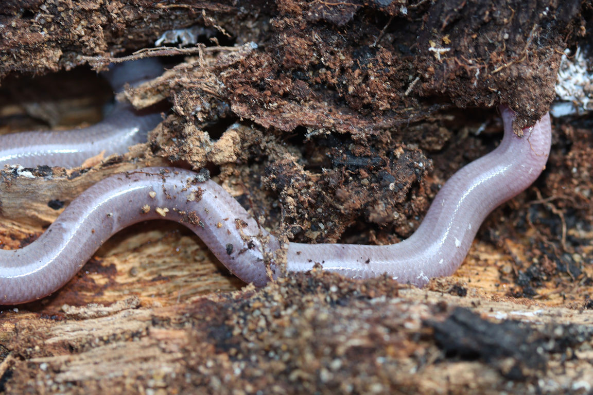 Southern Blind Snake photo 5