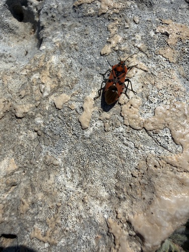 Indian Milkweed Bug