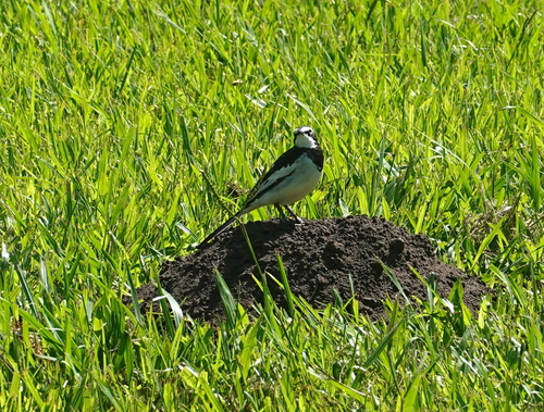 iNaturalist image
