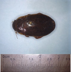 Dytiscus fasciventris