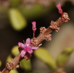 Portulacaria fruticulosa