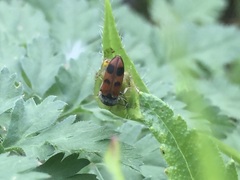 Cardiophorus bipunctatus