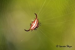 Gasteracantha falcicornis