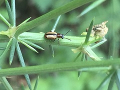 Crioceris paracenthesis