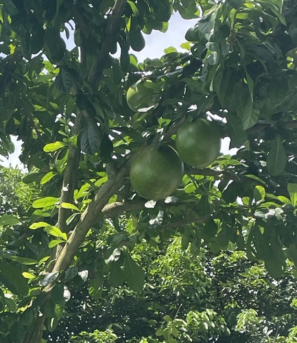 Calabash Tree