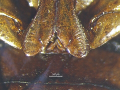 Dytiscus fasciventris