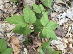 Cardamine diphylla