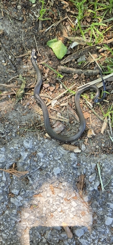 grass snake