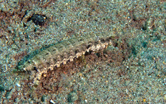 Pseudosquilla ciliata