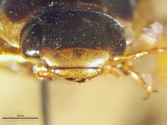 Dytiscus fasciventris