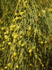 Retama monosperma
