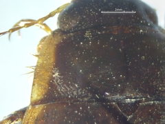 Dytiscus fasciventris